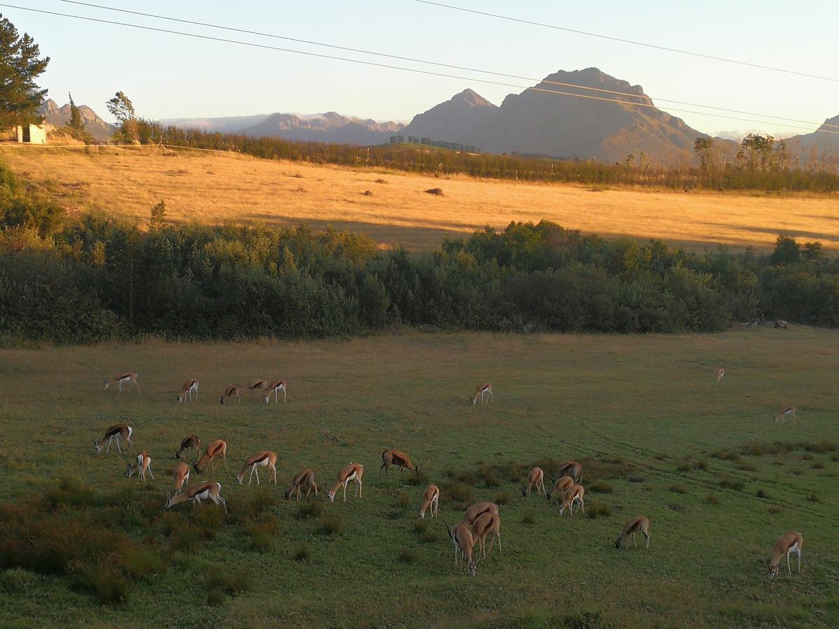 Wildlife Retreat On A Wine-Farm Villa Stellenbosch Exterior photo